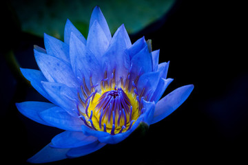 Blue water lilly