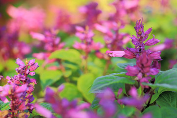 Wall Mural - Small purple flowers in garden, shallow depth of field.