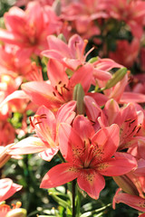 Wall Mural - Pink lily flowers in summer garden.