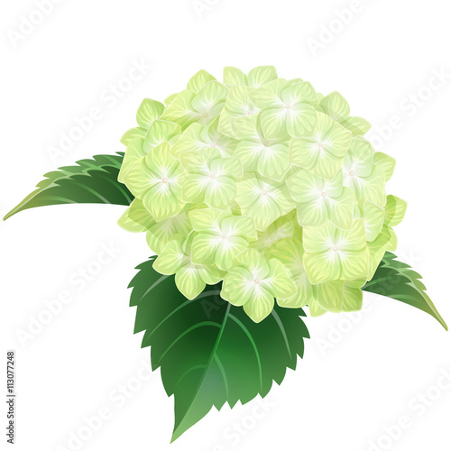 Green Hydrangea Ajisai Flower Illustration Vector Stock Vector Adobe Stock Green Hydrangea Ajisai Flower Illustration Vector Stock Vector Adobe Stock