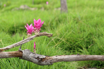 Wall Mural - Siam tulip, Summer tulip, Curcuma flower, couple of beautiful pi