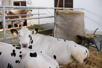 Wall Mural - Holstein Friesian cattle in stable