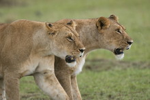 Lionesses (Panthera Leo), Masai Mara National Reserve, Kenya