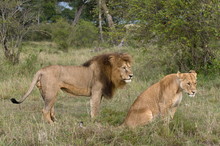 Lion Pair (Panthera Leo), Masai Mara National Reserve, Kenya