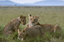 Lioness And Cubs (Panthera Leo), Masai Mara National Reserve, Kenya