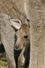 Eastern Grey Kangaroo, (Macropus Giganteus), Pebbly Beach, Marramarang N.P., New South Wales