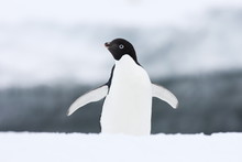 Adelie Penguin (Pygoscelis Adeliae), Commonwealth Bay, Antarctica