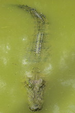 Saltwater (estuarine) Crocodile (Crocodylus Porosus), Sarawak, Borneo, Malaysia