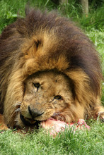 Lion Close Up, Face On, Eating Prey. Large African Lion, Panthera Leo, Eating Whilst Looking Directly To Camera.