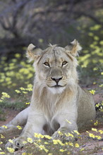 Young Male Lion (Panthera Leo) Resting Among Yellow Wildflowers, Kgalagadi Transfrontier Park, Encompasing The Former Kalahari Gemsbok National Park