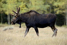 Bull Moose (Alces Alces), Roosevelt National Forest, Colorado