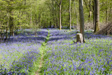 Fototapeta Las - Bluebells in the woods, East Sussex, England, selective focus on the tree with a stump on the right