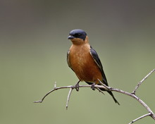 Red-Breasted Swallow (Hirundo Semirufa), Hluhluwe Game Reserve