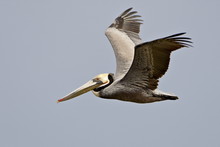 Brown Pelican (Pelecanus Occidentalis) In Flight In Partial Breeding Plumage, Salton Sea, California