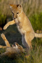Two Swift Fox (Vulpes Velox) Kits Playing, Pawnee National Grassland, Colorado