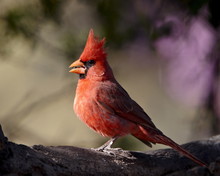 Male Northern Cardinal (Cardinalis Cardinalis), Chiricahuas, Coronado National Forest, Arizona