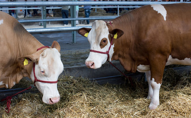 Wall Mural - Simmental cattle in stable