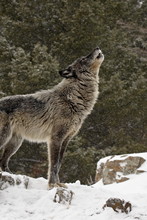 Captive Gray Wolf (Canis Lupus) Howling In The Snow, Near Bozeman, Montana