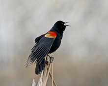 Red-winged Blackbird (Agelaius Phoeniceus) Male, San Jacinto Wildlife Area, California