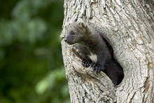 Captive Baby Fisher (Martes Pennanti) In A Tree, Sandstone, Minnesota