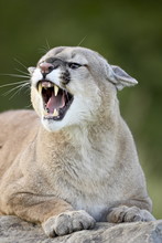 Mountain Lion (cougar) (Felis Concolor), In Captivity Sandstone, Minnesota