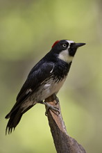 Female Acorn Woodpecker (Melanerpes Formicivorus), Chiricahua National Monument, Arizona