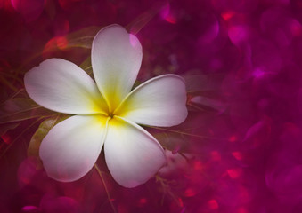 Wall Mural - blossom white and yellow flower plumeria or frangipani put on sweet pink violet bokeh background