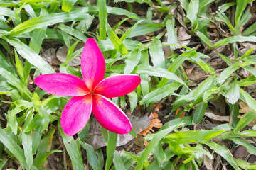 Wall Mural - Single blossom sweet pink and violet purple mix soft yellow flower on green grass field