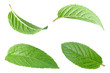 Peppermint leaf on white
