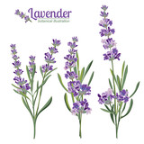 Fototapeta  - Lavender flowers elements. Botanical illustration.