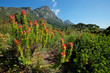 Kirstenbosch botanical gardens against the backdrop of Table mountain, Cape Town, South Africa.