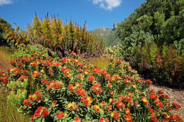 Wall Mural - Colorful flowers in the Kirstenbosch botanical gardens, Cape Town, South Africa.