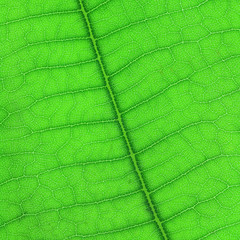 Wall Mural - design on green leaf for pattern and background