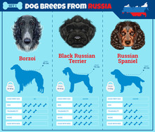 Dogs Breed Vector Infographics Types Of Dog Breeds From Russia.