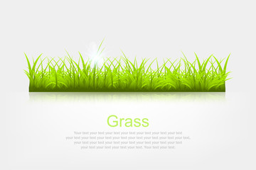 Summer background with grass a vector illustration