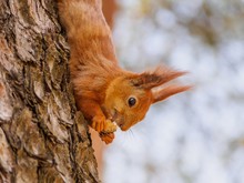 Cute Red Squirrel Sits On The Tree And Eating In The Spring Park
