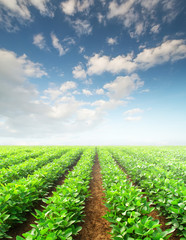 Poster - Rows on the field. Agricultural landscape in the summer time..