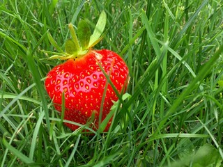 Wall Mural - Beautiful red strawberries