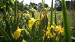 Sumpfschwertlilie (Iris pseudacorus)