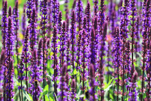 Purple Violet Salvia Flowers