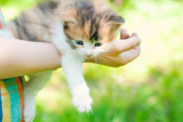Wall Mural - Kitten in the Green Grass in Summer. Beautiful Little Cat with playing Outdoors