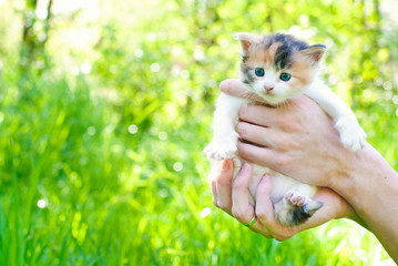 Wall Mural - Kitten in the Green Grass in Summer. Beautiful Little Cat with playing Outdoors