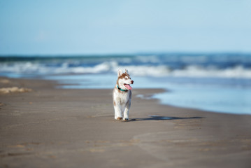 Sticker - happy siberian husky puppy walking on a beach