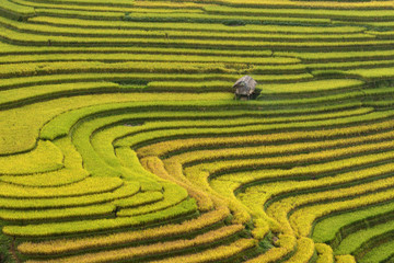 Wall Mural - Rice terrace in northeast region of Vietnam