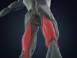 Hamstring muscle group, human anatomy muscle system. 3d illustration.