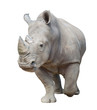 white rhinoceros isolated