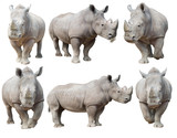 Fototapeta  - white rhinoceros, square-lipped rhinoceros isolated