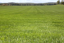 Large Field Of Green Grass