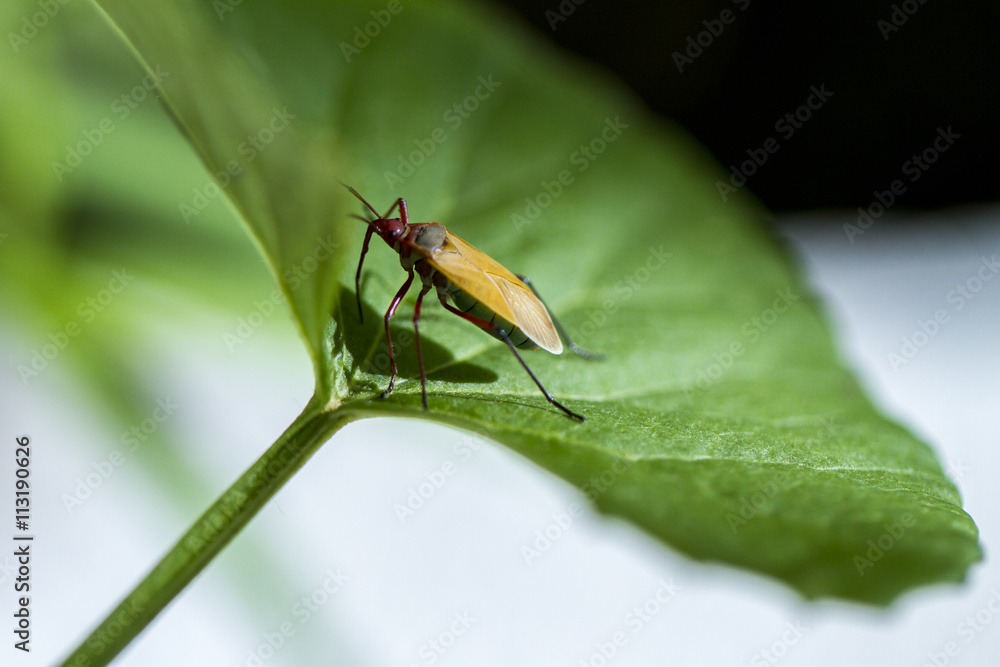 Insekten Im Garten Inseto Kein Jardim Foto Poster Wandbilder