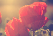 Poppies Against The Setting Sun. Vintage Filter